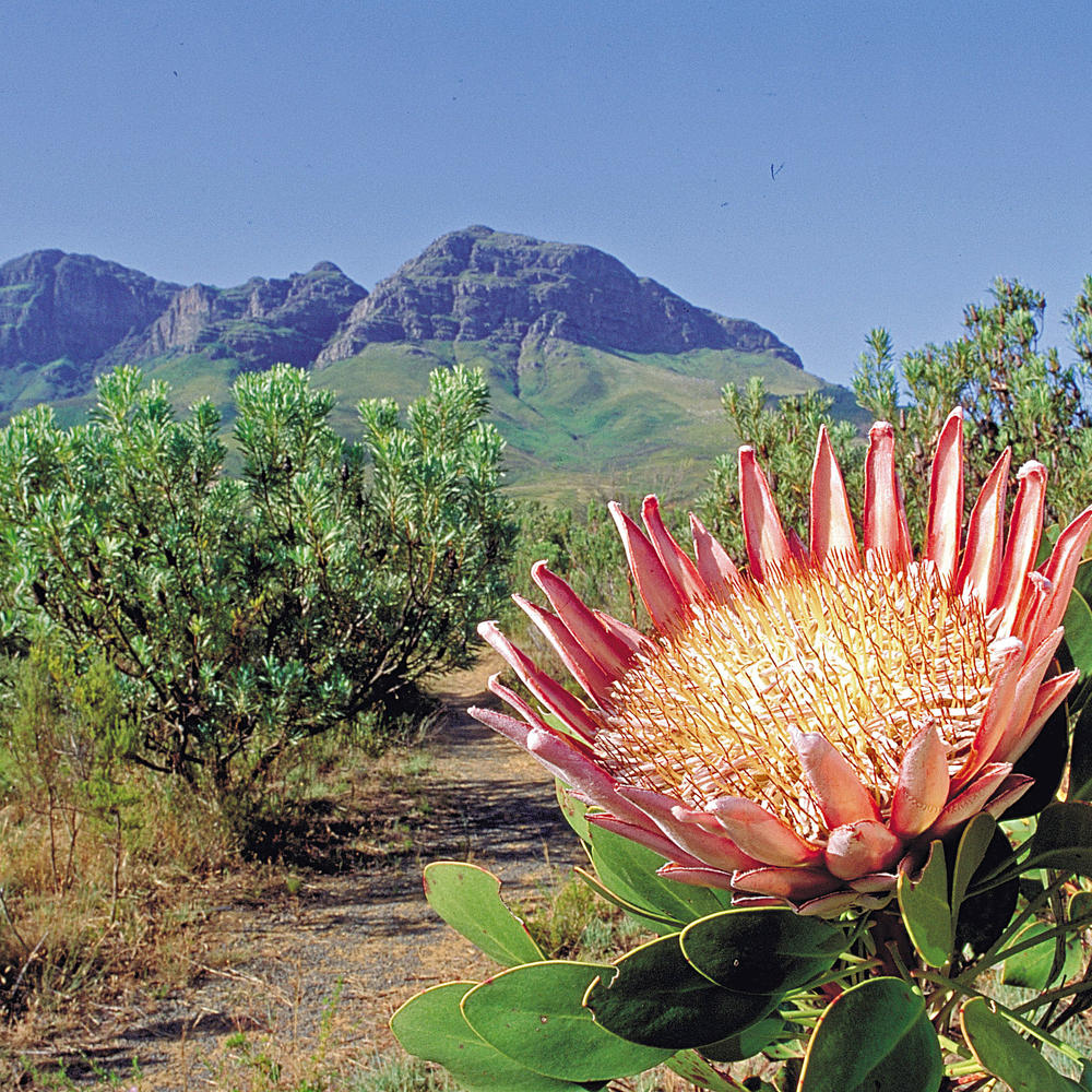 Cullinan Guided Journeys-item-1
